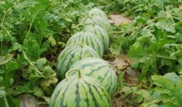 全球更新 52每日大瓜视频,52每日大瓜视频精彩回顾